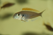 Xenotilapia flavipinnis Chituta