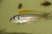 Xenotilapia flavipinnis Chituta