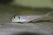 Xenotilapia flavipinnis Chituta