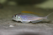 Xenotilapia flavipinnis Chituta