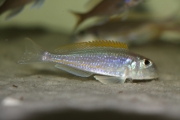 Xenotilapia flavipinnis Chituta