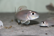 Xenotilapia nigrolabiata Red Princess