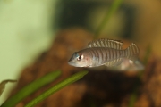 exLamprologus signatus