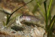 exLamprologus signatus