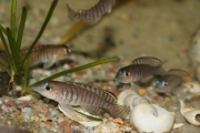 exLamprologus signatus