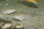 exLamprologus callipterus