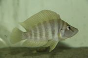 Altolamprologus calvus Yellow Chisanze