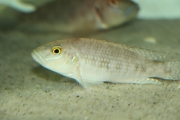 exLamprologus callipterus