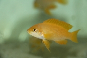 Neolamprologus mustax Mbita