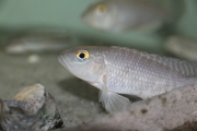 exLamprologus callipterus