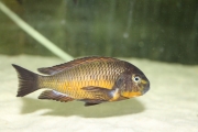 Tropheus sp. Golden Kazumba