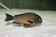 Tropheus sp. Golden Kazumba