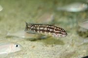 Julidochromis transcriptus Gombe