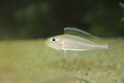 Xenotilapia nasus Fluorescent