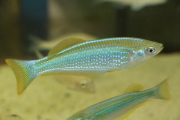 Lamprichthys tanganicanus