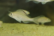 Xenotilapia spilopterus Kachese