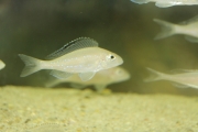 Xenotilapia spilopterus Kachese