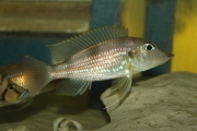 Gnathochromis permaxillaris