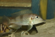 Gnathochromis permaxillaris