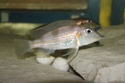 Gnathochromis permaxillaris