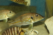 Gnathochromis permaxillaris