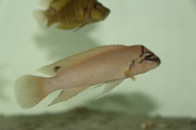 Chalinochromis brichardi Black Mask