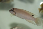 Chalinochromis brichardi Black Mask