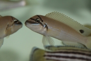 Chalinochromis brichardi Black Mask