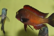 Tropheus sp. Ndole Red