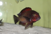 Tropheus sp. Ndole Red