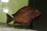 Tropheus sp. Ndole Red