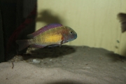 Tropheus sp. Kasanga