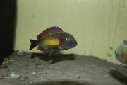 Tropheus sp. Kasanga