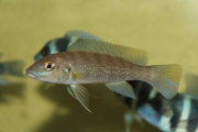 Lepidiolamprologus cunningtoni