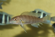 Lepidiolamprologus cunningtoni