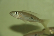 Lepidiolamprlogus attenuatus