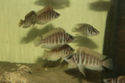 Altolamprologus calvus White Chaitika