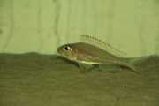 Xenotilapia nasus Fluorescent Greeen