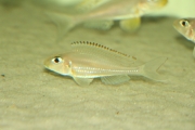 Xenotilapia nasus Fluorescent Greeen