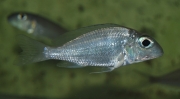 Callochromis macrops Ndole