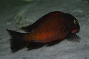 Tropheus sp. Ndole Red