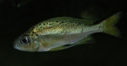 Ophthalmotilapia nasuta Leopard Cameron Bay