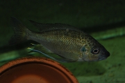 Ophthalmotilapia nasuta Leopard Cameron Bay