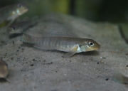 Lamprologus tigripictilis