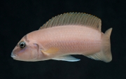 Chalinochromis brichardii Black Mask