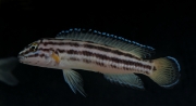 Julidochromis regani Nsumbu