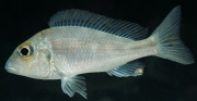 Callochromis macrops Ndole