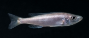 Bentochromis horii