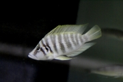 Altolamprologus calvus Yellow Chisanze