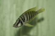 Altolamprologus calvus Yellow Chisanze